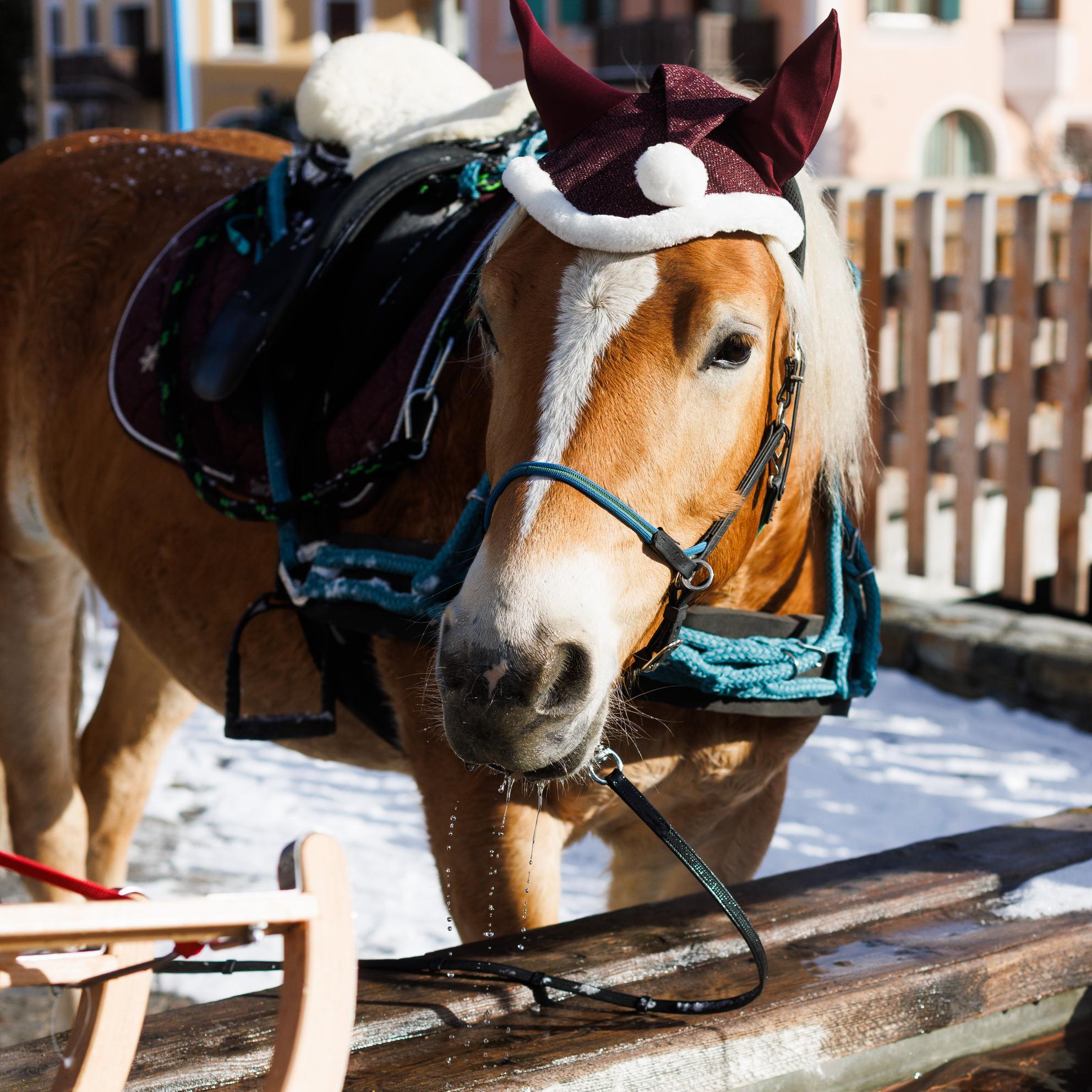 Bild von Sleigh & Dine – Romantik im Val Roseg