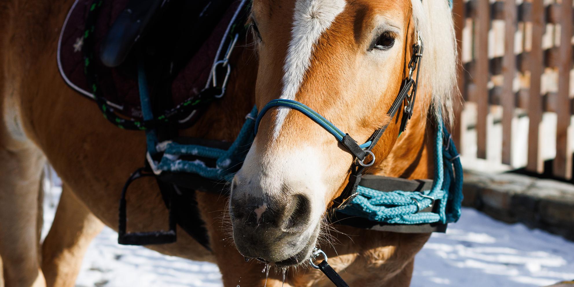 Image of Sleigh & Dine – Romance in Val Roseg
